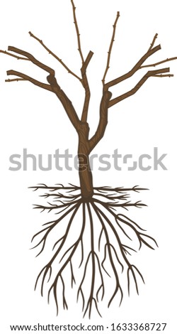 General view of grape vine plant in dormant season isolated on white background