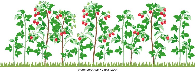 General view of group of fruit-bearing raspberry plants with ripe red berries and green foliage in garden