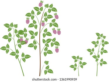 General view of group of raspberry plants with ripe berries and green foliage