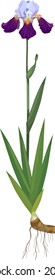 General view of iris plant with flower, green leaves and rhizome isolated on white background