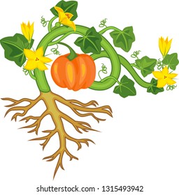 General view of pumpkin plant with fruit, green leaves, yellow flowers and root system isolated on white background