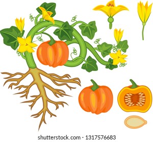 General view of pumpkin plant with fruit, green leaves, yellow flowers and root system isolated on white background