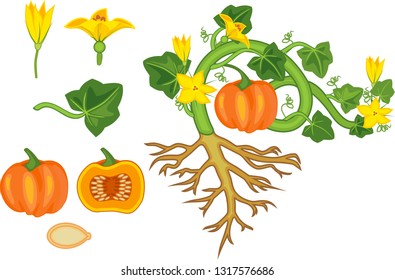 General view of pumpkin plant with fruit, green leaves, yellow flowers and root system isolated on white background