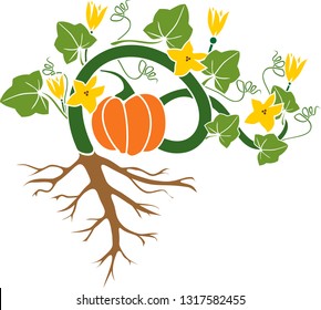 General view of pumpkin plant with fruit, green leaves, yellow flowers and root system isolated on white background