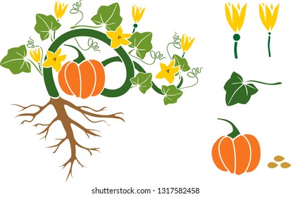 General view of pumpkin plant with fruit, green leaves, yellow flowers and root system isolated on white background