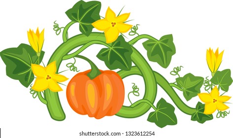 General view of pumpkin plant with fruit, green leaves and yellow flowers isolated on white background