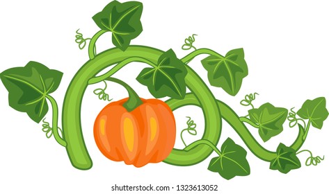 General view of pumpkin plant with ripe fruit and green leaves isolated on white background