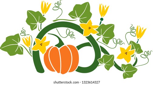 General view of pumpkin plant with ripe fruit, yellow flowers and green leaves isolated on white background