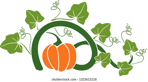 General view of pumpkin plant with ripe fruit and green leaves isolated on white background