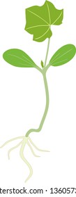 General view of seedling of zucchini with root system and green leaves isolated on white background