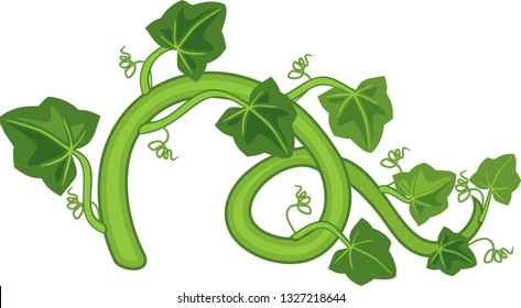 General view of stem of pumpkin plant with green leaves isolated on white background