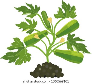 General view of zucchini plant with fruits, green leaves and yellow flowers