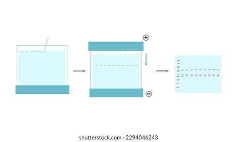 The general workflow of SDS-PAGE gel electrophoresis technique that shows the normal step for investigating target molecule : sample loading, running the sample with electricity and interpretation.