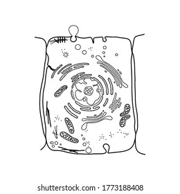 Generalized Animal Cell Illustrating Structural Components Stock Vector ...