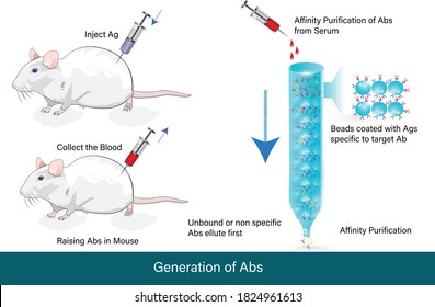 Generation Of Antibodies From Mouse By Injecting Antigens And Allowing Them To Make Antibodies After Which Antibodies Are Isolated From Their Serum Using Affinity Chromatography Vector Illustration 