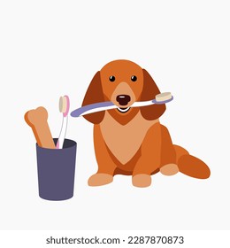 Generic dog dental care images. A small red dog holds a toothbrush in his teeth. Near her is a glass with a bone and a toothbrush. Image with white background. Dental care and hygiene of dogs. 