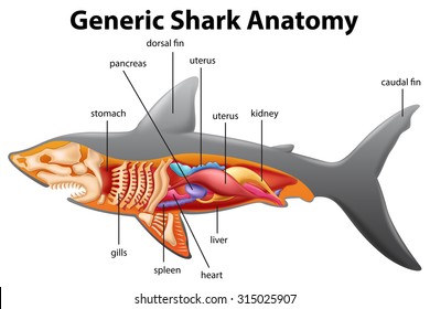 Generic shark anatomy chart illustration