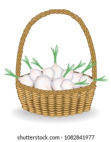 Generous harvest. In a beautiful wicker basket fresh onions. Vegetables are essential for cooking and healthy. Vector illustration.
