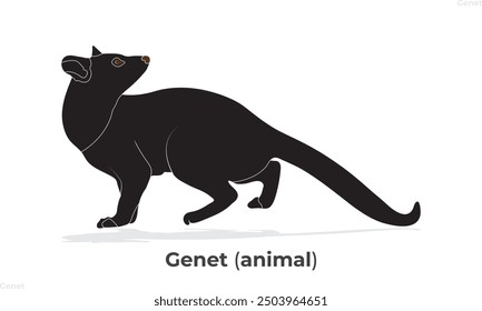 genet looks like cat,  genet animal