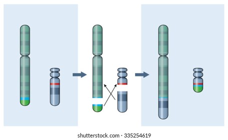 Genetic Abnormality Of Chromosome 22, A Factor In Chronic Myeloid Leukemia.