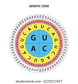 The Genetic code chart. The full set of relationships between codons and amino acids.