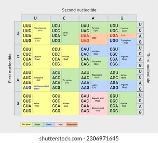 Genetic code, sequence of  bases in an mRNA chain.Each codon encodes one amino acid