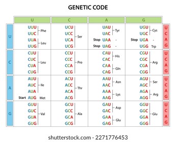 The genetic code table. The full set of relationships between codons and amino acids.