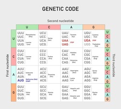 Genetic code table. From mRNA  to Amino Acid. Vector illustration. 