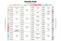 Genetic code table. RNA codon table vector. The three bases of an mRNA codon. 