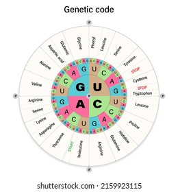 Genetic Code. The Three Bases Of An MRNA Codon. Amino Acid Sequence.