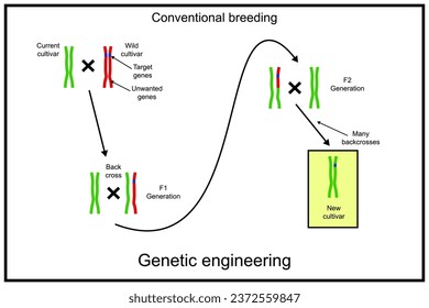 Genetic engineering, also called genetic modification or genetic manipulation. Conventional plant breeding
