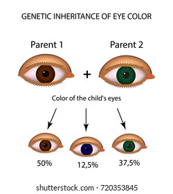 Genetic Inheritance Of Eye Color. Brown, Blue, Green Eyes. Infographics. Vector Illustration On Isolated Background.