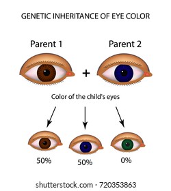 5,586 Eye color chart Images, Stock Photos & Vectors | Shutterstock