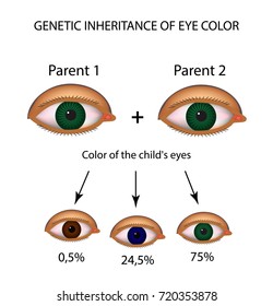 Genetic Inheritance Of Eye Color. Brown, Blue, Green Eyes. Infographics. Vector Illustration On Isolated Background.