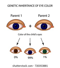 Genetic Inheritance Of Eye Color. Brown, Blue, Green Eyes. Infographics. Vector Illustration On Isolated Background.