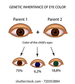 Genetic Inheritance Of Eye Color. Brown, Blue, Green Eyes. Infographics. Vector Illustration On Isolated Background.