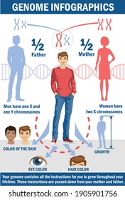 Genetic Inheritance. Genetic Inheritance. Infographic. Sex Determination In Humans. X And Y Chromosome. Mechanisms Of Inheritance. Healthcare Poster Or Banner Template.