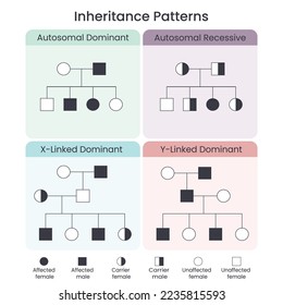 Genetische Erbschaftsmuster wissenschaftliche Vektorgrafik infographisch