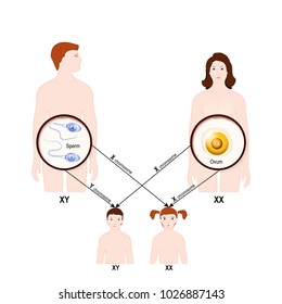 Genetic Inheritance. Sex Determination In Humans. X And Y Chromosome