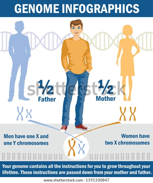 Genetic Inheritance Sex Determination Humans X Stock Vector Royalty