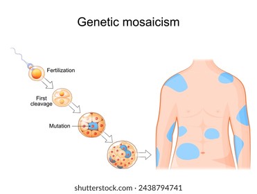 Genetic mosaicism. Somatic mutation. DNA replication errors. Cell development from Fertilization to morula with mutation. Human body with affected areas. Somatic genome editing. Vector illustration svg