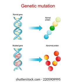 Genetic mutation. Normal and mutated genes that synthesis normal and Abnormal proteins. Vector poster for education and science.