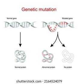 Genetic Mutation And Protein Synthesis.  Normal Gene And Mutated DNA. Vector Illustration