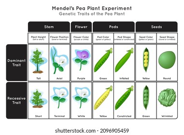 Genetic Trait Pea Plant Mendel Experiment Infographic Diagram stem height flower position color pod seed shape and color showing dominant or recessive traits concept biology science education vector