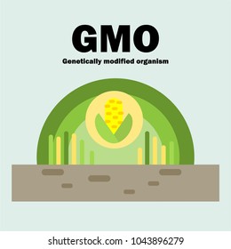 Genetically modified organism (GMO) material. corn in farm. flat illustration.