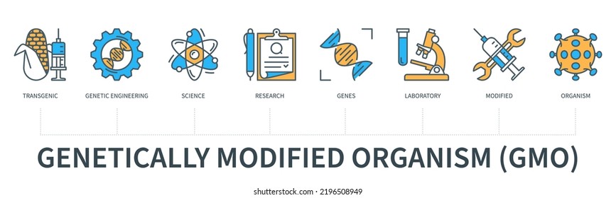 Genetically modified organism GMO concept with icons. Transgenic, genetic engineering, science, research, genes, laboratory, modified, organism. Web vector infographic in minimal flat line style