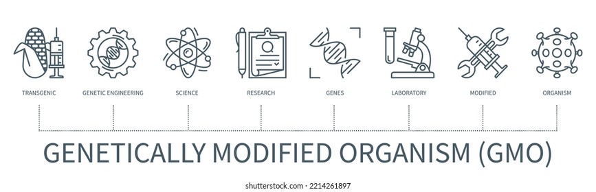 Genetically modified organism GMO concept with icons. Transgenic, genetic engineering, science, research, genes, laboratory, modified, organism. Web vector infographics