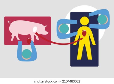 Genetically Modified Pig's Heart Transplanted to a Human Host. Editable Clip Art.