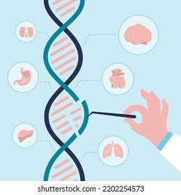 Genetista estudiando la estructura de cromosomas y adn. Los bioquímicos investigan los cambios genéticos. Doctor haciendo análisis genético en laboratorio para el tratamiento de enfermedades congénitas. Genética, íconos de órganos internos