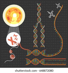 Genetics DNA Structure  And Chromosomes